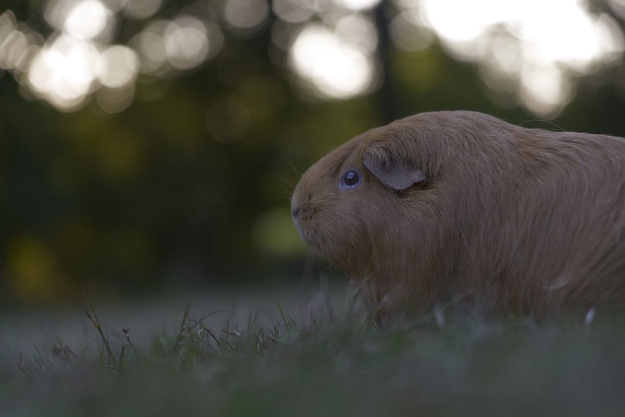 Panasonic Lumix S1 II sample gallery: guineapig portrait, in golden light