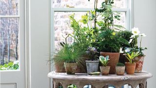 IKEA&rsquo;s Self-Watering Globes Are Unsung Heroes for My Houseplants When Life Gets Busy &ndash; And They're Super Pretty, Too