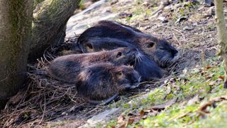 Nutria family: four nutria, of varying ages and ages, sitting near a tree