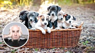 Some puppies in a basket plus (inset) Scott Ian