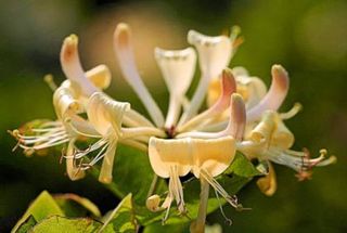 honeysuckle