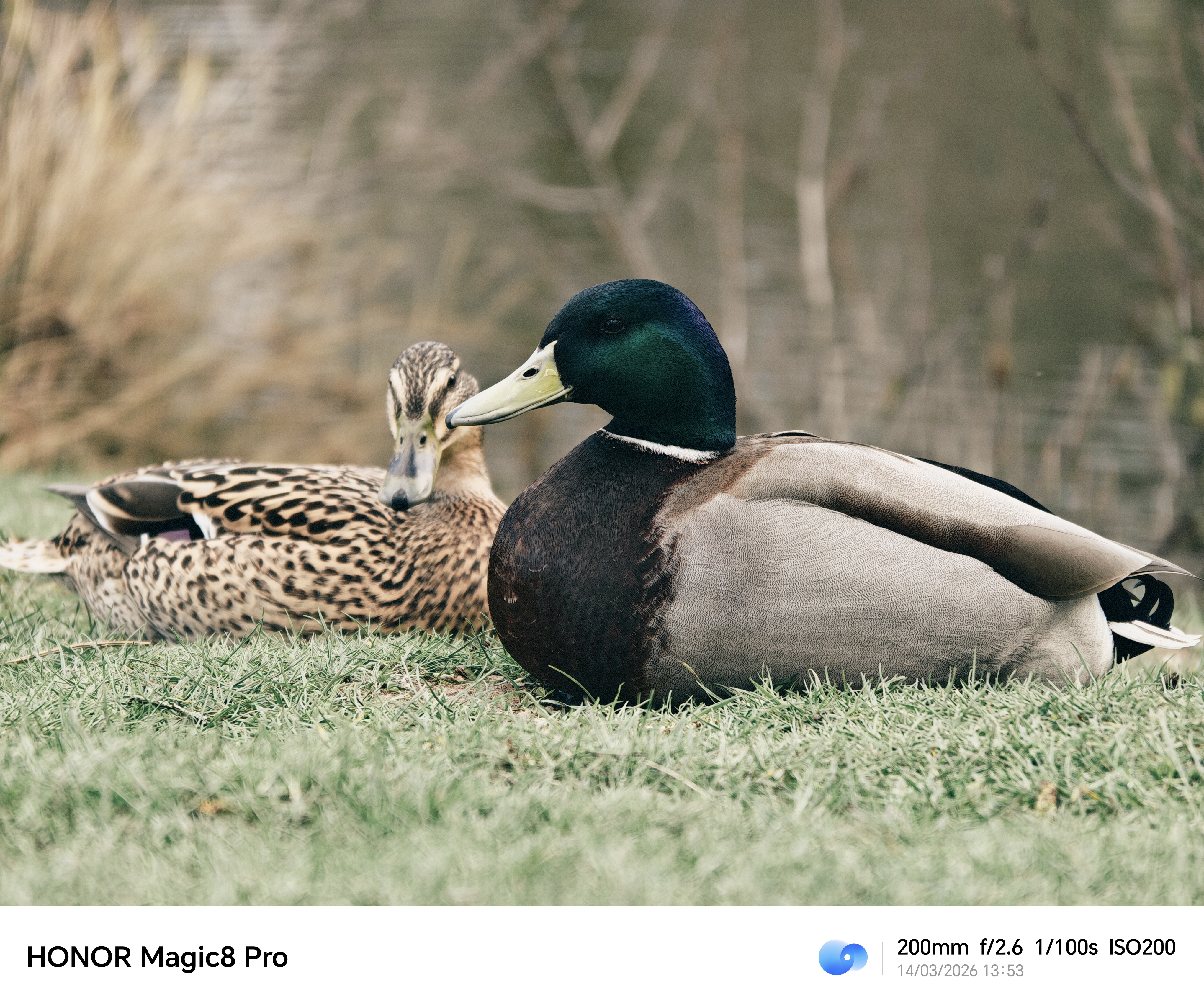 Pair of ducks resting on grass beside water, photographed at 200mm on the Honor Magic8 Pro