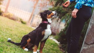 Dog sitting and looking up at owner expectantly awaiting treat