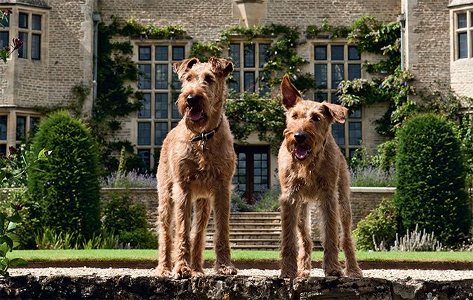 Irish Terrier - Country Life