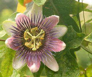 Passiflora alato-caerulea flower