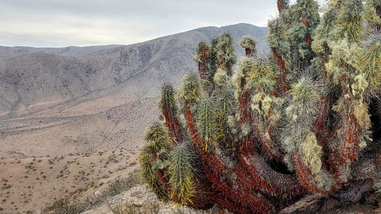 a close-up of a cactus with a desert vista in the background