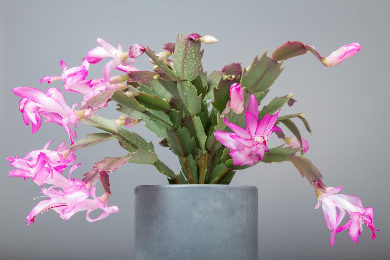 christmas cactus in full bloom with pink flowers