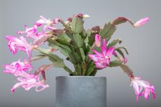 christmas cactus in full bloom with pink flowers