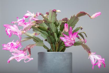 christmas cactus in full bloom with pink flowers