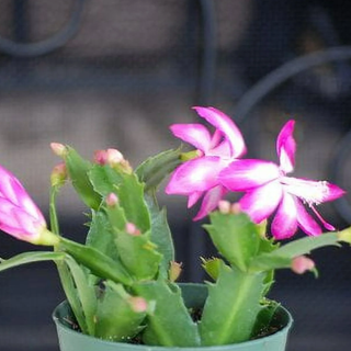 9GreenBox Pink Christmas Cactus Plant - Zygocactus - 4