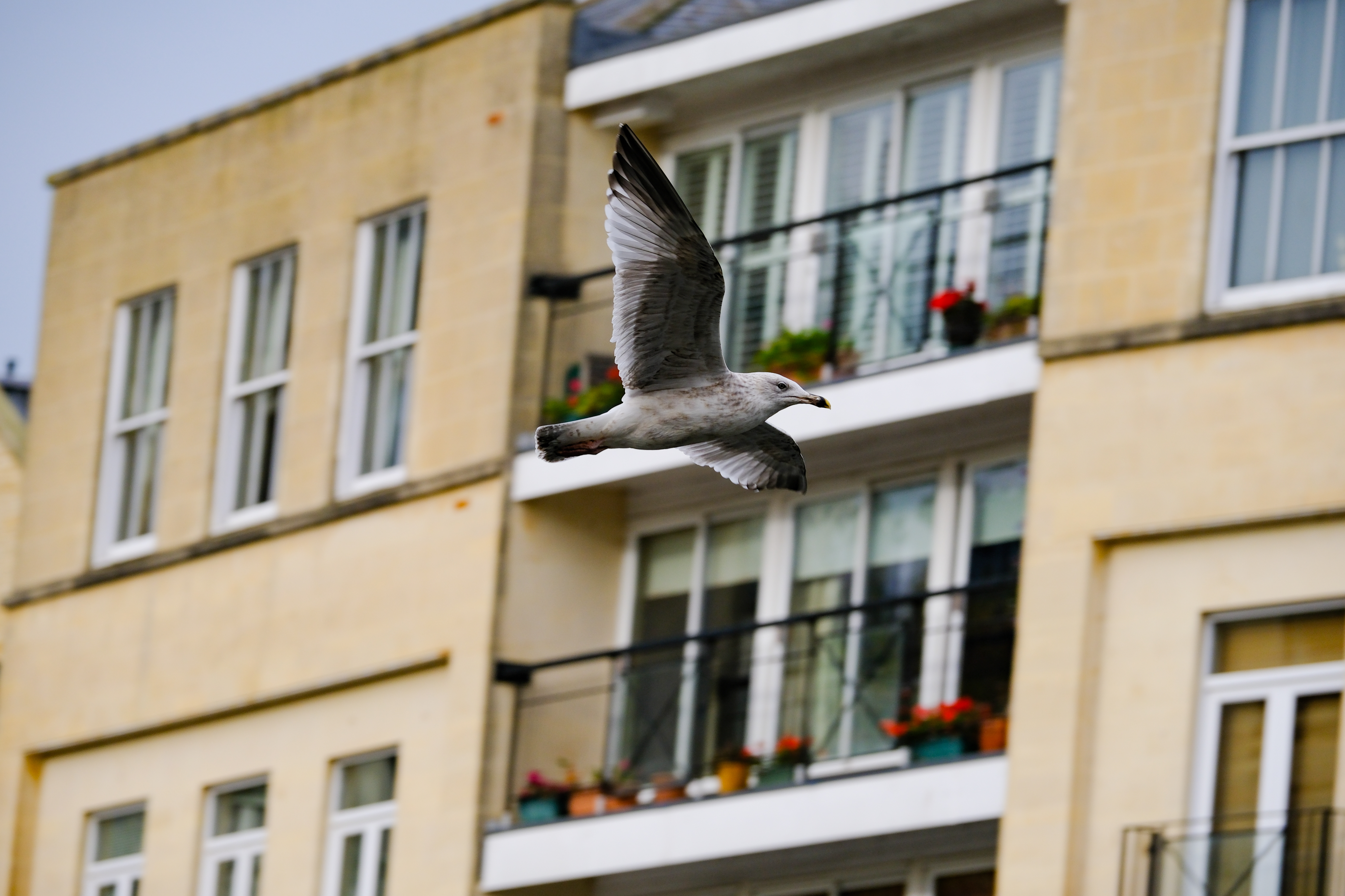 A photo of a seagull in flight, taken on the Fujifilm X-T30 III in high speed 20fps drive mode.