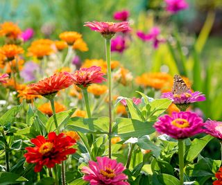 Zinnia annual flowers with butterfly