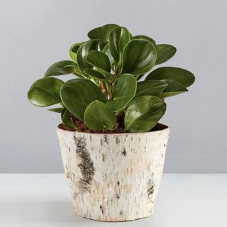 baby rubber plant in a birch pot