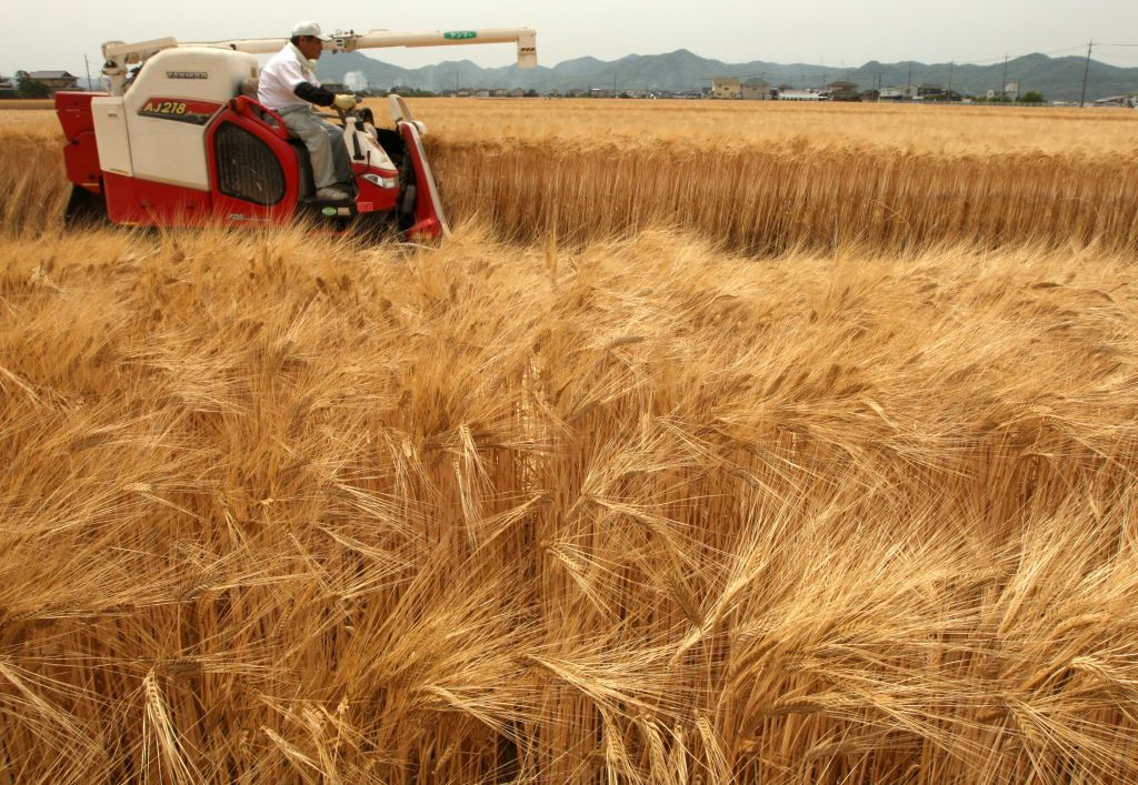 Farmer harvesting wheat.