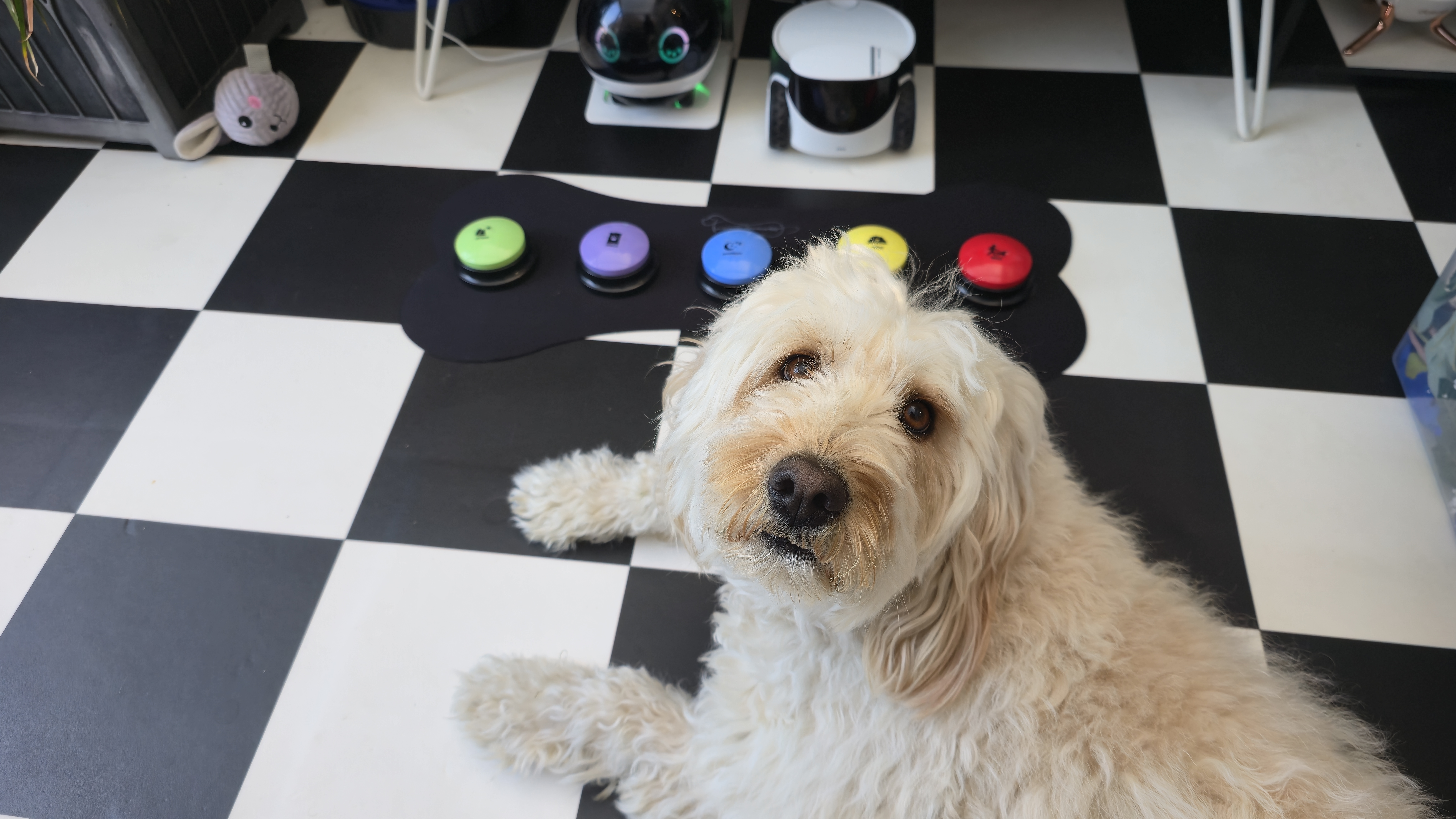 Dog voice buttons