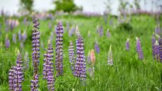 Purple lupin flowers in a meadow setting