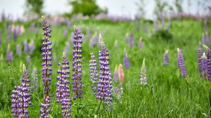 Purple lupin flowers in a meadow setting