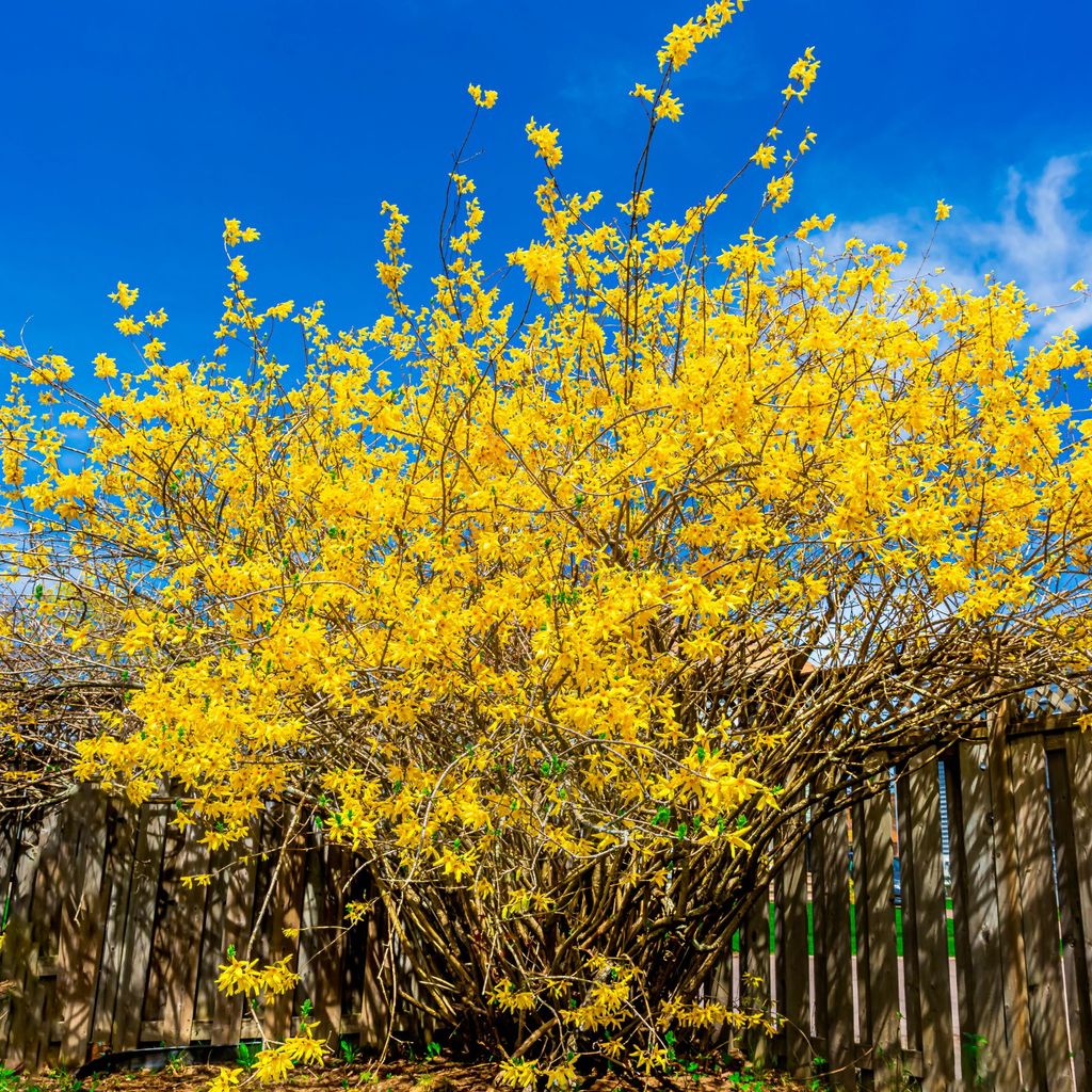 How to prune forsythia and guarantee spring flowering | Ideal Home