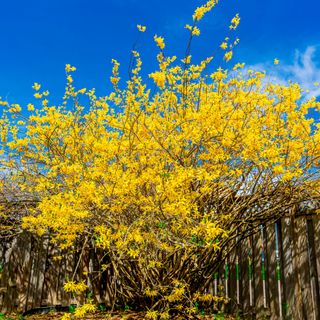 Yellow flowering forsythia shrub growing next to fence in garden