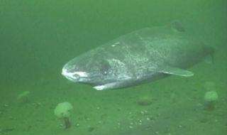 A screengrab of a Greenland sleeper shark.