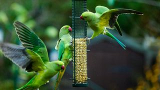 Bird eating from bird feeder outside