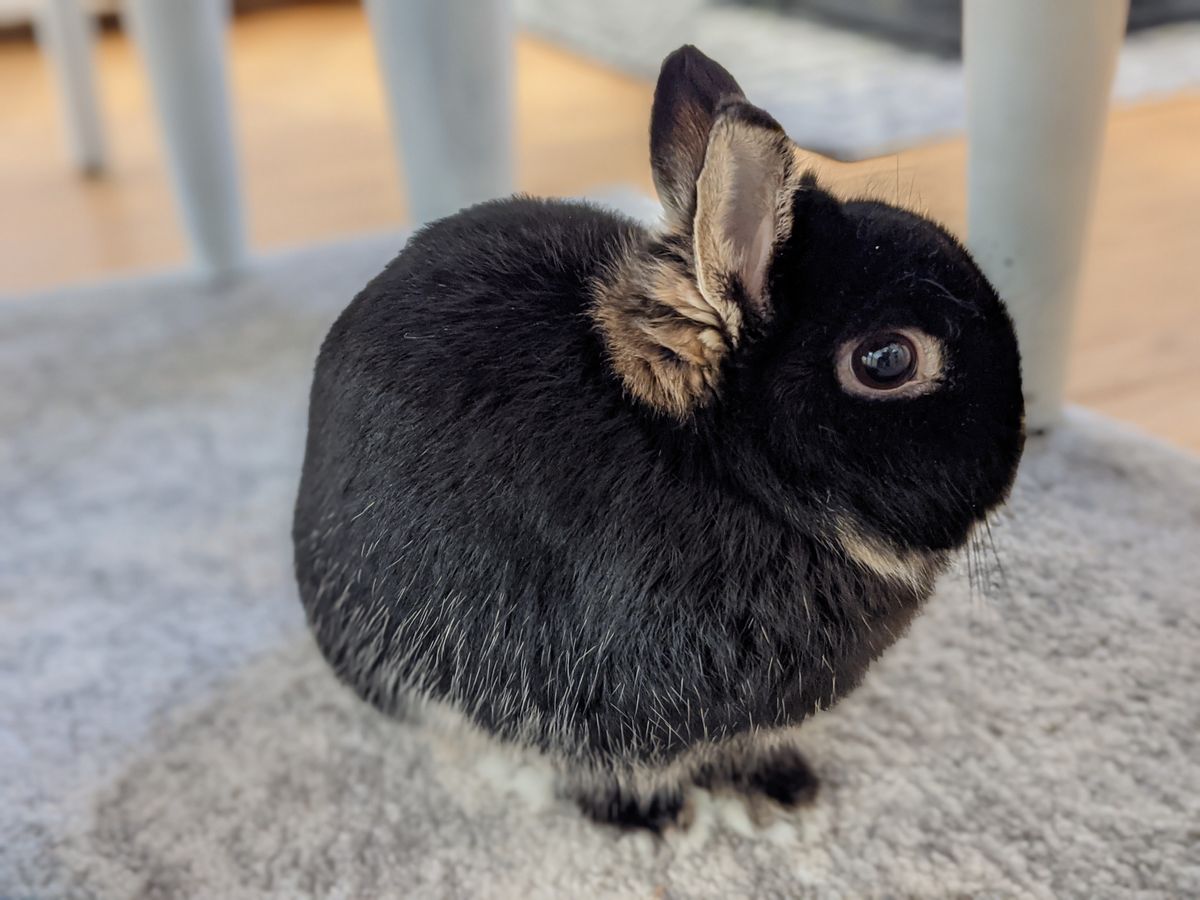 Pixel 4a 5G camera sample portrait mode with wide-angle
