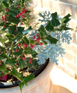 holly in winter container