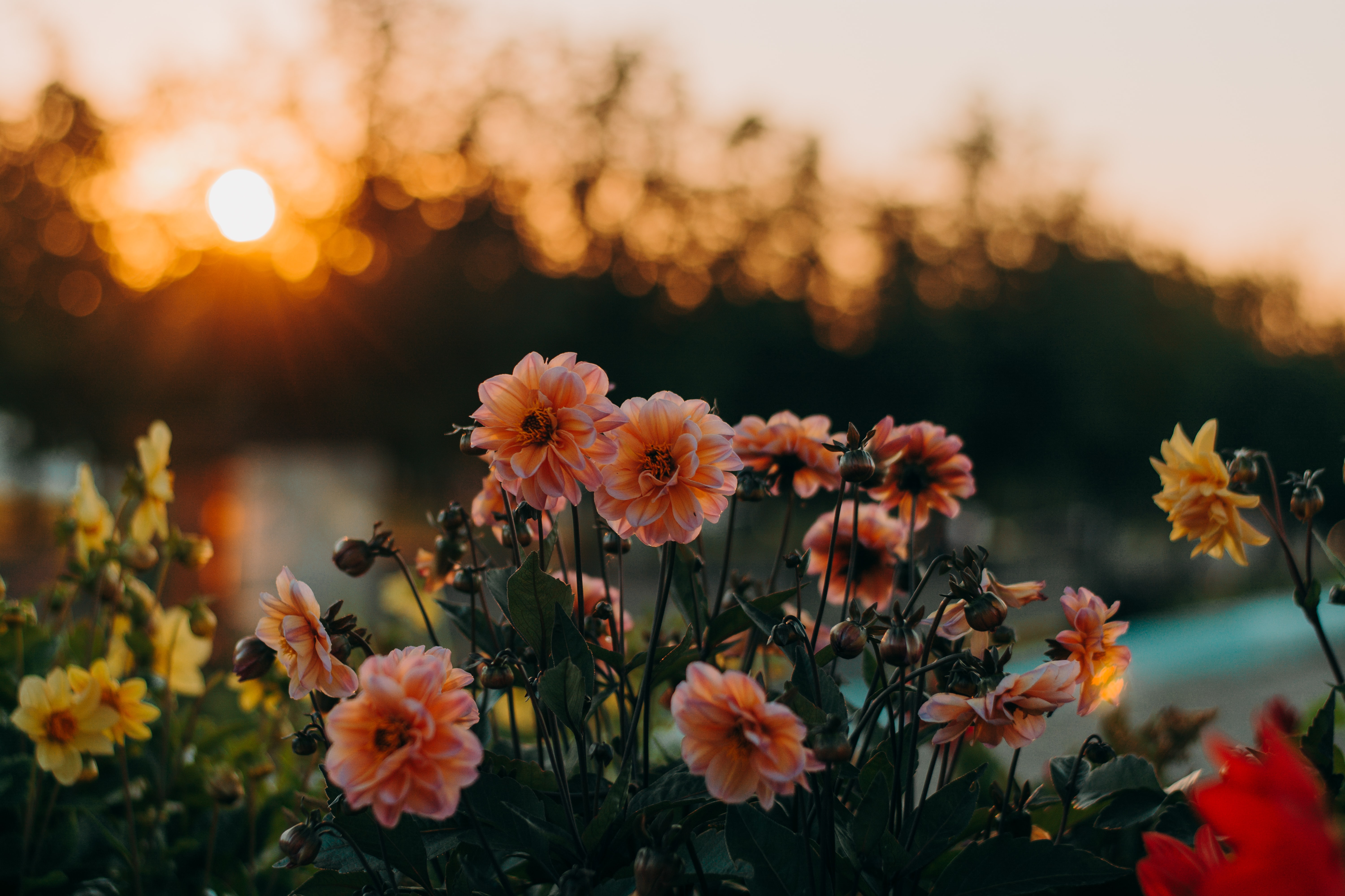 Late summer gardening: dahlias by Irina Iriser