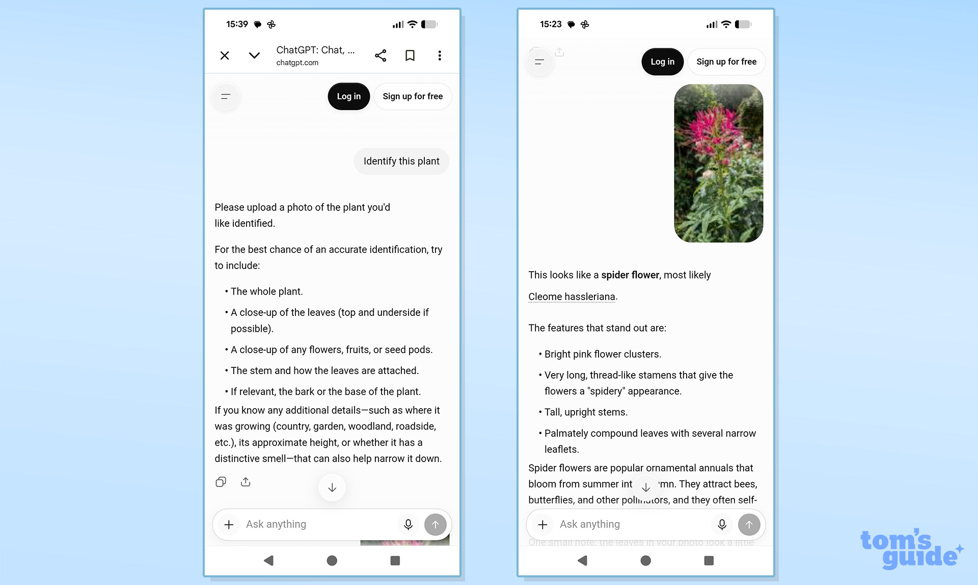 ChatGPT plant identification screenshots