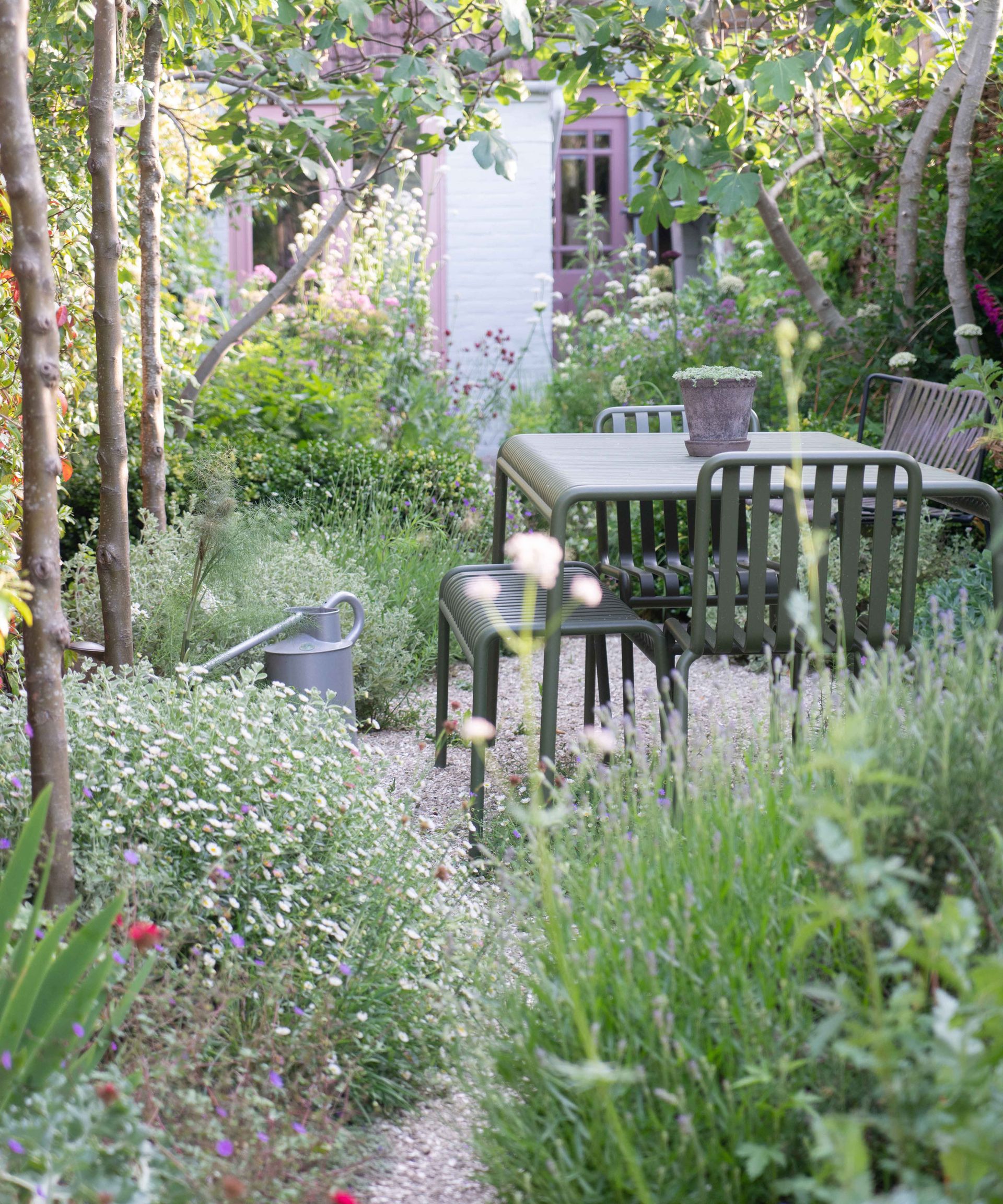 small densely planted garden with fig tree canopy