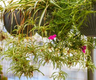 Spider plants dangling from hanging baskets