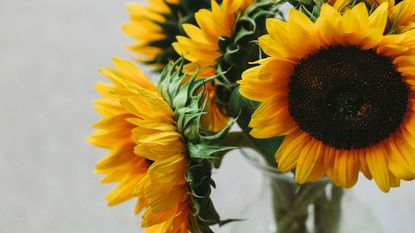 sunflowers care