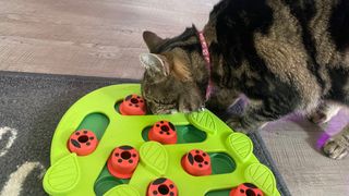 Nala eating treats from one of the best cat puzzle feeders