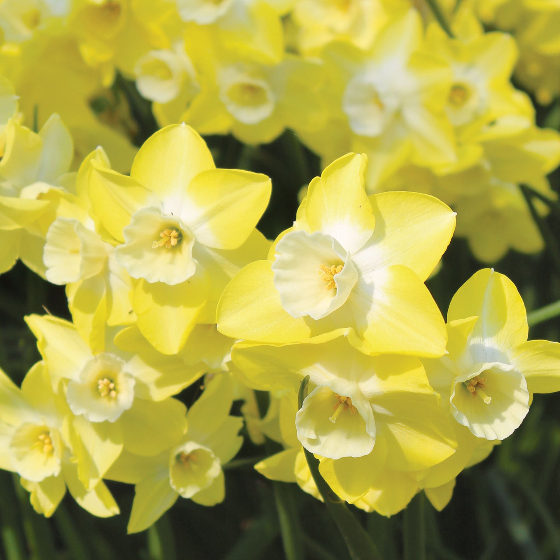 Regeneration Daffodil Bulbs - 10 Bulbs