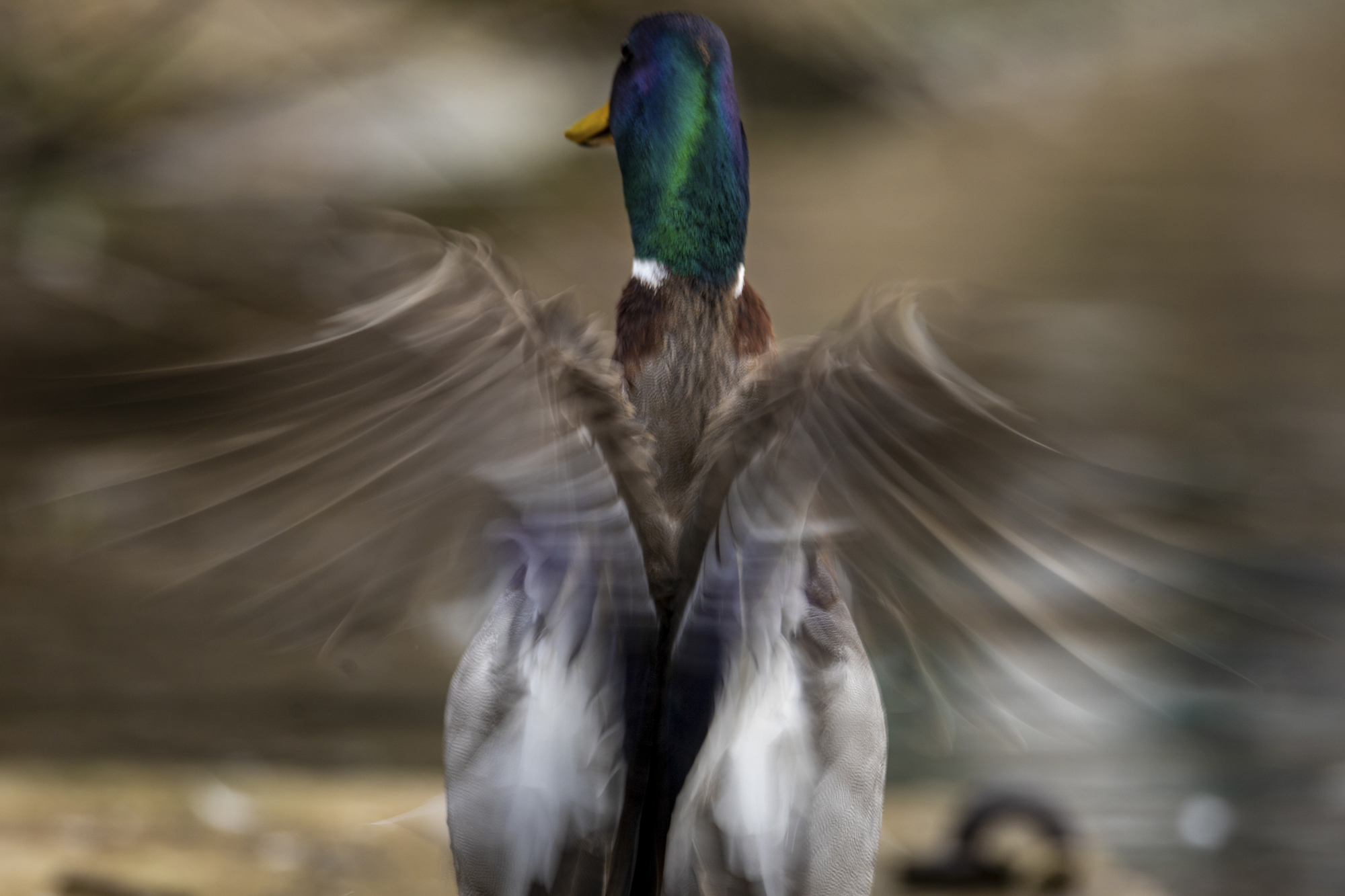 Use a slow shutter speed to inject movement into your wildlife ...