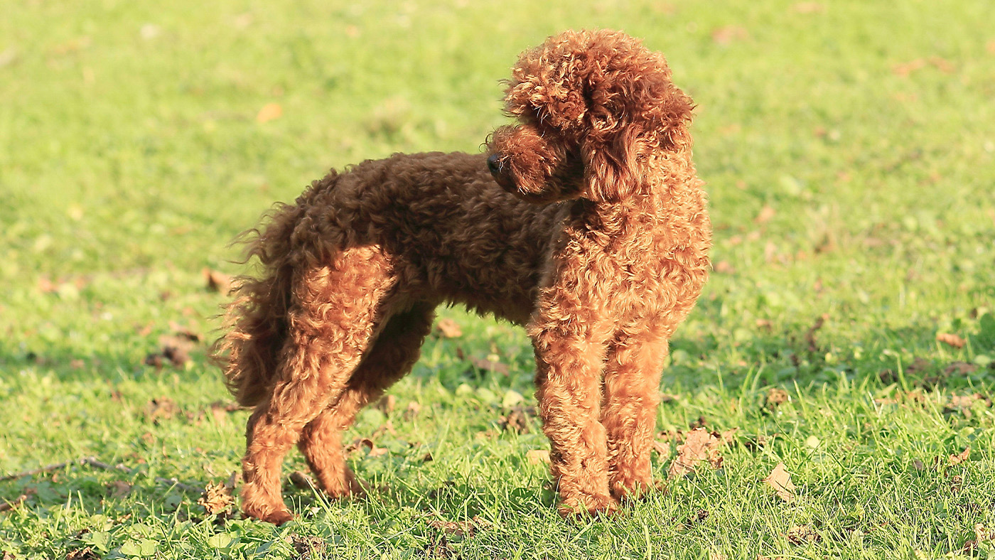 Toy poodle stood on grass