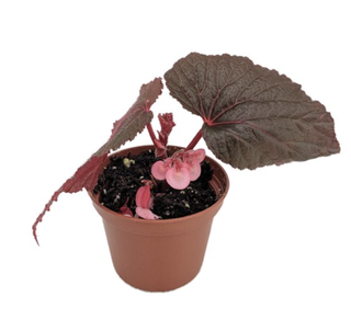 angel wing begonia in a pot