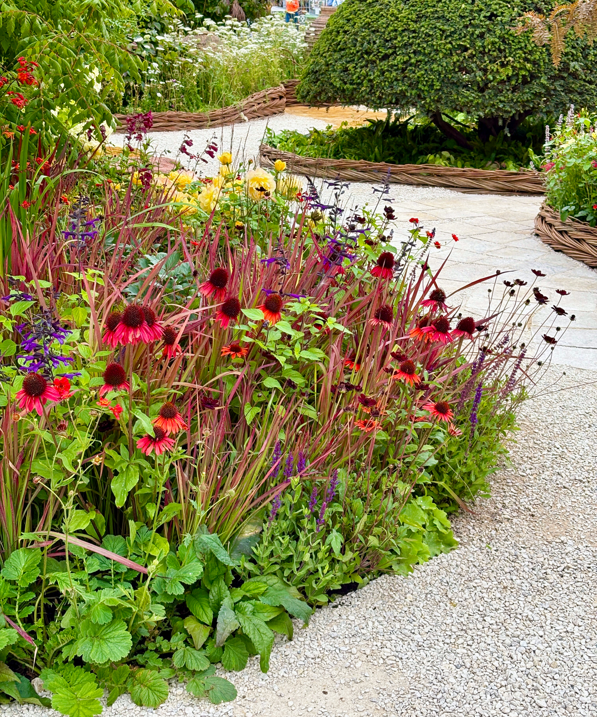 red echinacea growing in a drought tolerant border