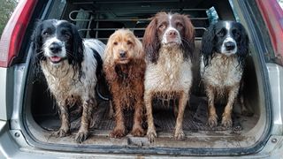 Four spaniel gundogs in car trunk