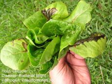 Hand Holding Lettuce Head With Damaged And Diseased Leaves
