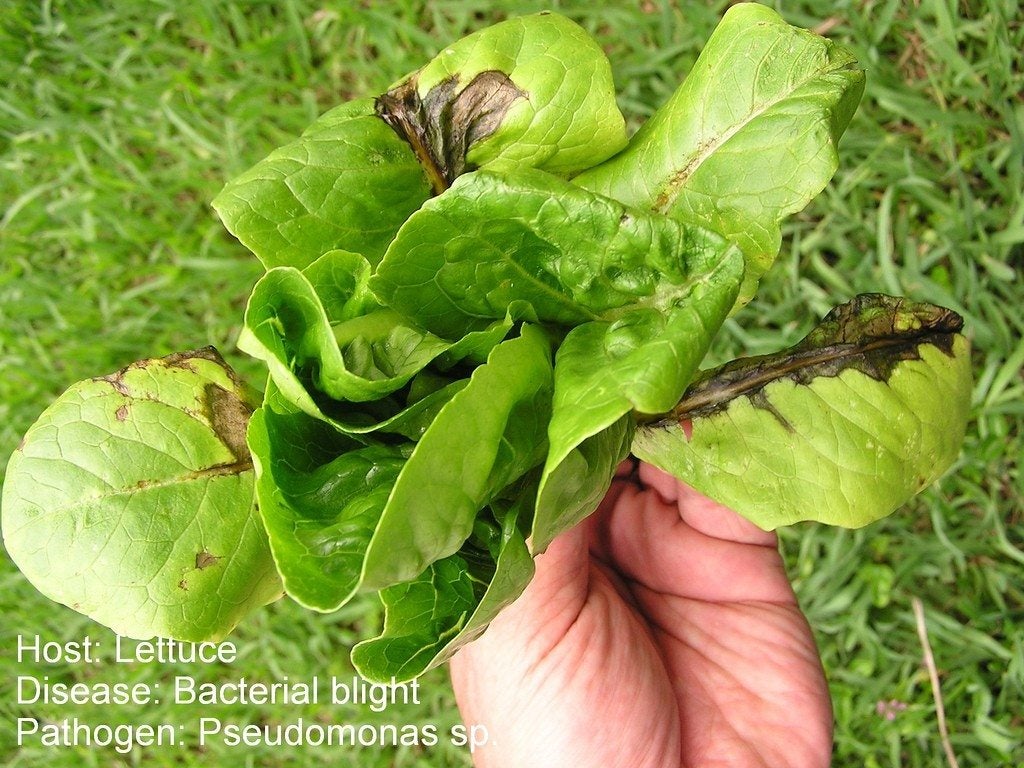 Lettuce Disease Control How To Treat Common Lettuce Diseases