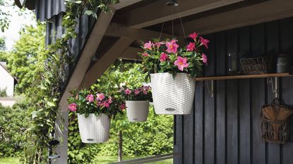 self-watering hanging baskets in bloom in summer
