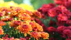 Brightly colored Chrysanthemum for fall in pots