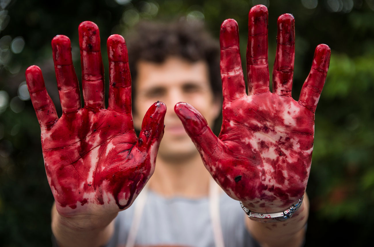 Sorting blackcurrants at Capreolus Distillery