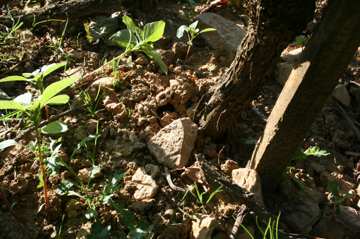 stones, vines