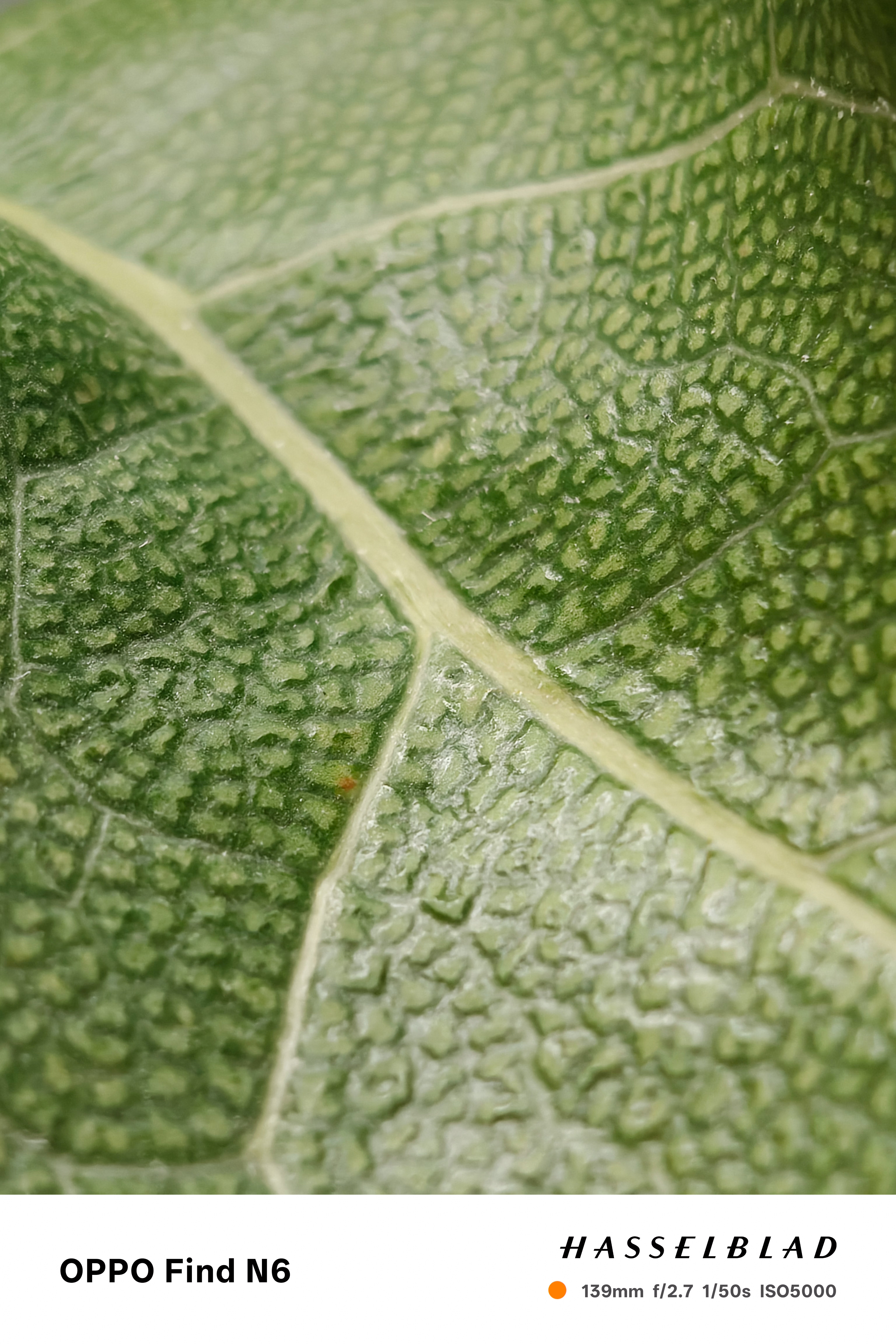An extreme macro photograph of a green leaf, showcasing the complex, bumpy cellular structure and the pale green veins running through it. The shallow depth of field creates a soft blur at the edges.