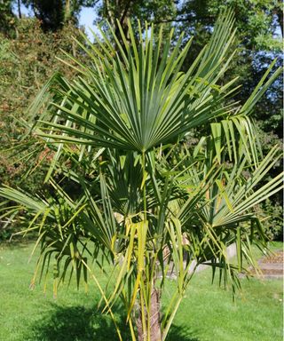 Dwarf fan palm