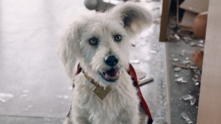 Krypto heeling for Superman after swinging Lex Luthor around in Superman