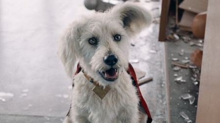 Krypto heeling for Superman after swinging Lex Luthor around in Superman