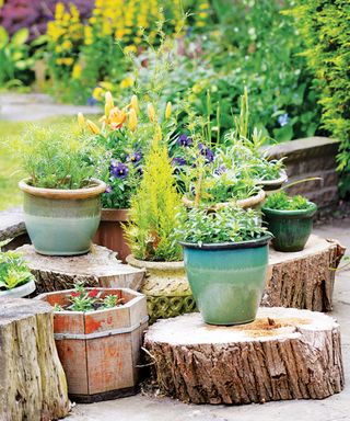 Tree stump with potted plants on top